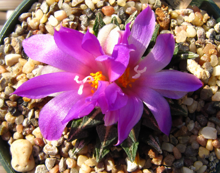 Ariocarpus kotschoubeyanus var. elephantidens in flower